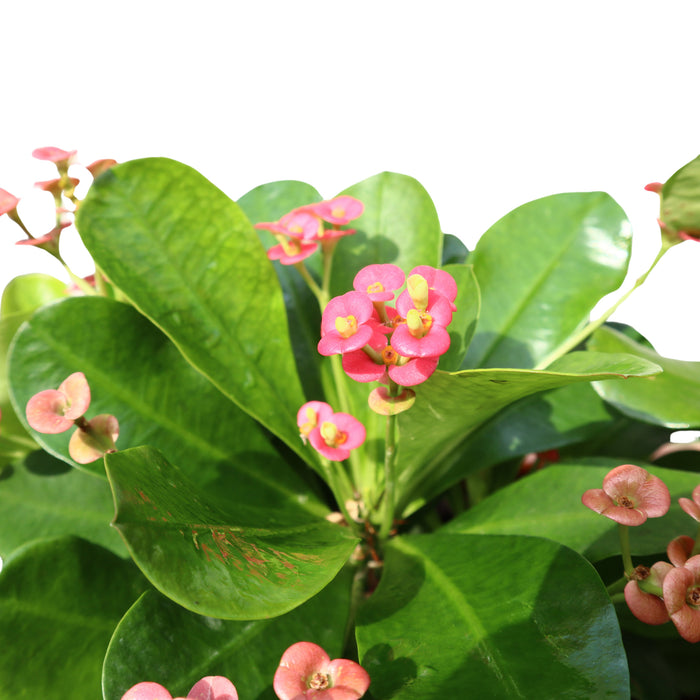 Euphorbia Millii Or Crown of Thorns 25 – 35cm | Cosmoplast Planter