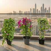 3x Summer Climbers Set 1x Bougainvillea Plant 1x Sky Blue Cluster Vine 1x Coral Vine Plant - Greensouq - 