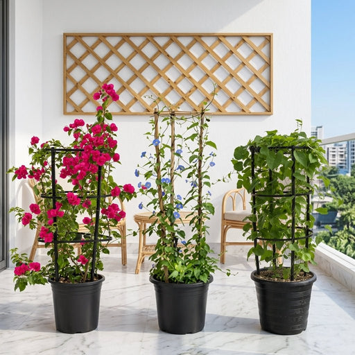 3x Summer Climbers Set 1x Bougainvillea Plant 1x Sky Blue Cluster Vine 1x Coral Vine Plant - Greensouq - outdoor