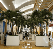 3x Veitchia Merrillii "Manila Palm" 1.8 - 2.0min Grp Square Pot - Greensouq - 