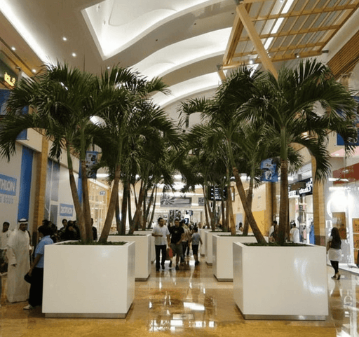 3x Veitchia Merrillii "Manila Palm" 1.8 - 2.0min Grp Square Pot - Greensouq - 