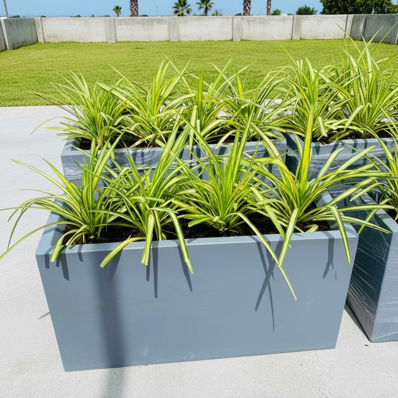 4 Pandanus in Grp Planter (90cm - 30cm - 50cm) - Greensouq - 
