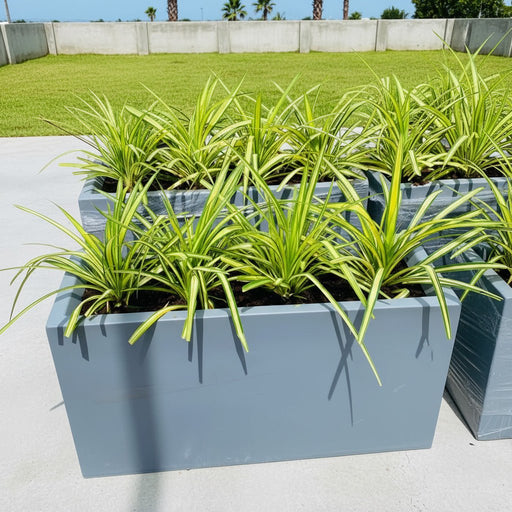 4 Pandanus in Grp Planter (90cm - 30cm - 50cm) - Greensouq - 