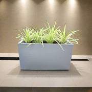4 Pandanus in Grp Planter (90cm - 30cm - 50cm) - Greensouq - 