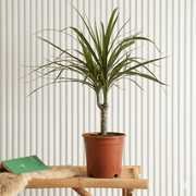 40 - 50cm Dracaena Marginata: Tropical Elegance - Greensouq - 