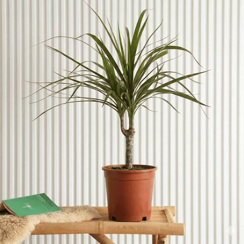 40 - 50cm Dracaena Marginata: Tropical Elegance - Greensouq - 