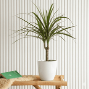 40 - 50cm Dracaena Marginata: Tropical Elegance - Greensouq - 
