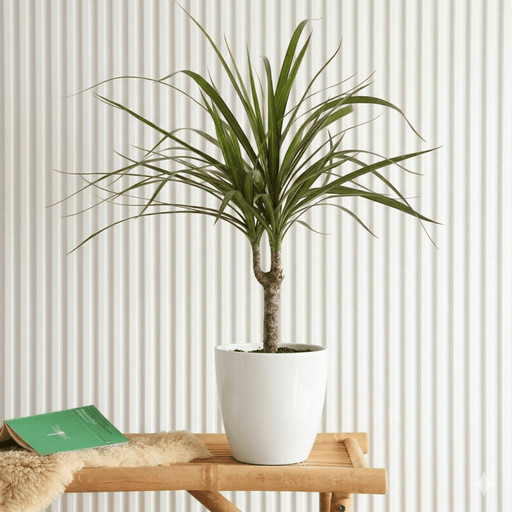 40 - 50cm Dracaena Marginata: Tropical Elegance - Greensouq - 
