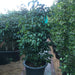 Ficus benjamina “Weeping Fig” 130-150cm