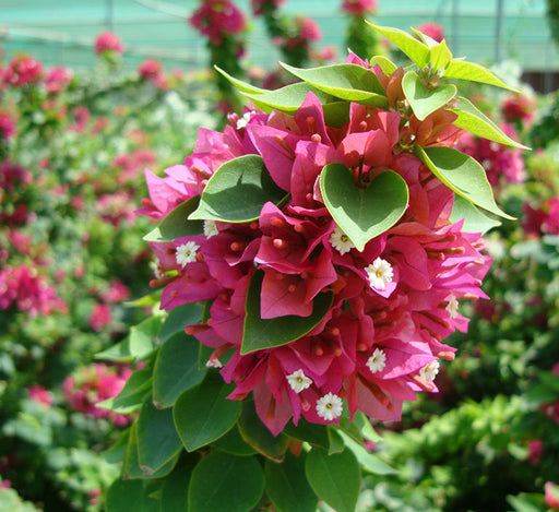 Bougainvillea ‘Pink Pixie’ 50 – 70cm