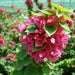 Bougainvillea ‘Pink Pixie’ 50 – 70cm