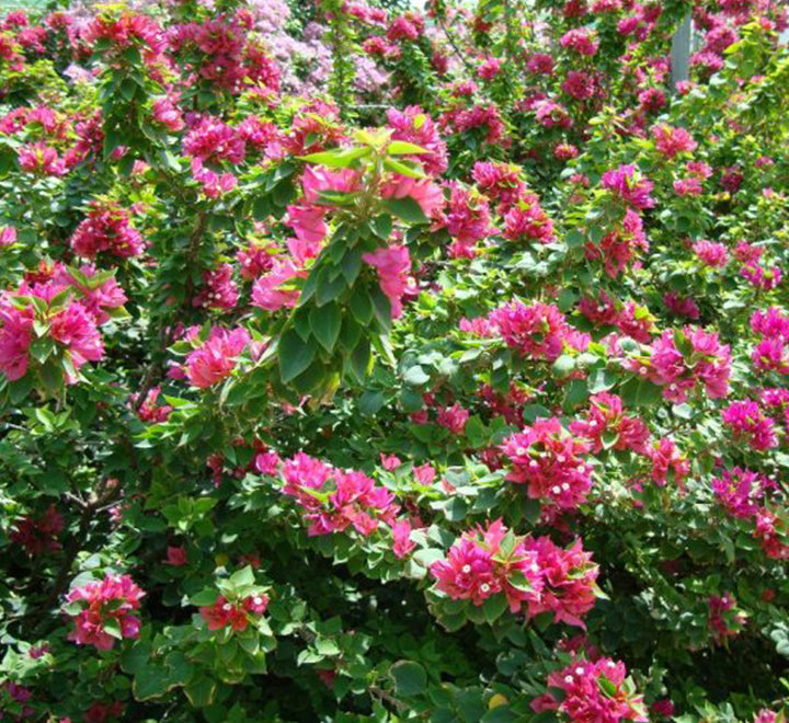 Bougainvillea ‘Pink Pixie’ 50 – 70cm
