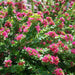 Bougainvillea ‘Pink Pixie’ 50 – 70cm