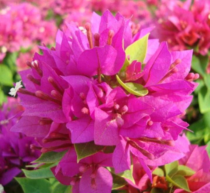 Bougainvillea ‘Pink Pixie’ 50 – 70cm