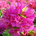 Bougainvillea ‘Pink Pixie’ 50 – 70cm