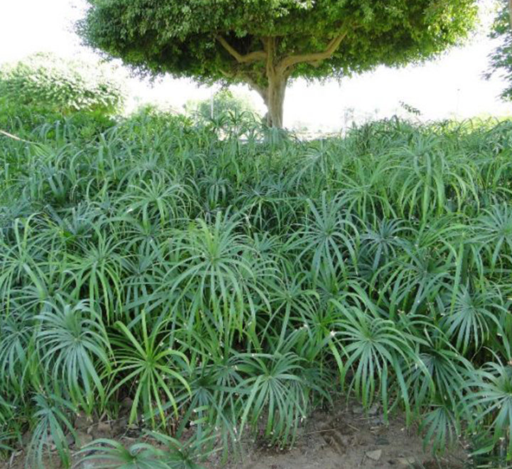 Cyperus alternifolius “Umbrella Sedge”