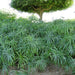 Cyperus alternifolius “Umbrella Sedge”