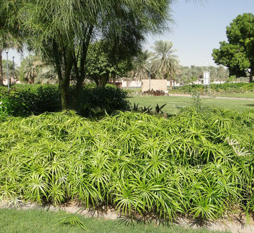 Cyperus alternifolius “Umbrella Sedge”