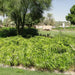 Cyperus alternifolius “Umbrella Sedge”