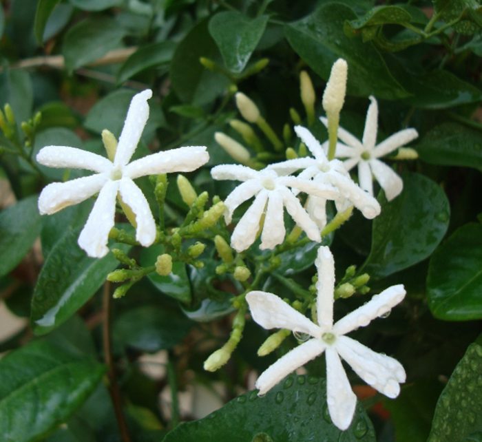 Jasminum grandiflora Green Souq