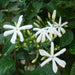 Jasminum grandiflora Green Souq