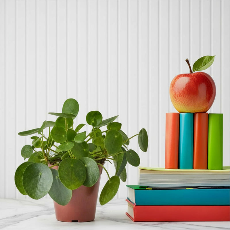 Pilea Peperomioides Mini "Chinese Money Plant"