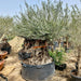olive tree greensouq 2.0-2.5m dia 500mm