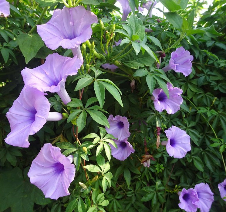 mile-a-minute vine, Messina creeper, Cairo morning glory, coast morning glory and railroad creeper