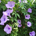 mile-a-minute vine, Messina creeper, Cairo morning glory, coast morning glory and railroad creeper