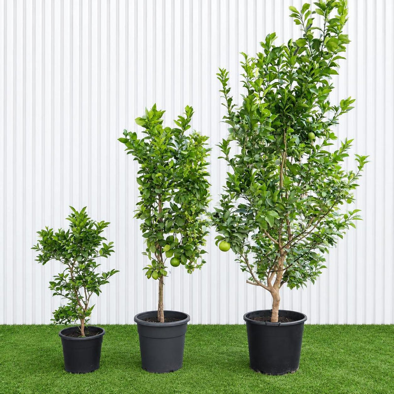 Orlando Tangelo Tree – Persian Lime | UAE's Best Citrus!