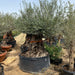 Height 500mm-600mm Dia greensouq
