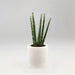 Sansevieria Cylindrica