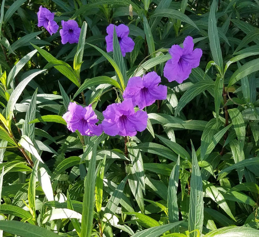 Ruellia ciliosa Greensouq