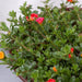 Portulaca umbraticola Greensouq