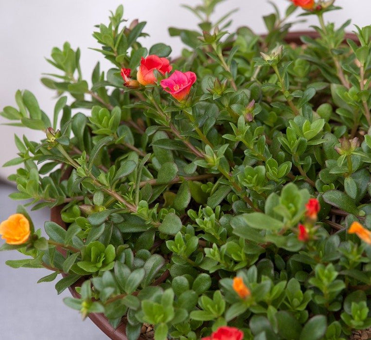 Portulaca umbraticola Greensouq