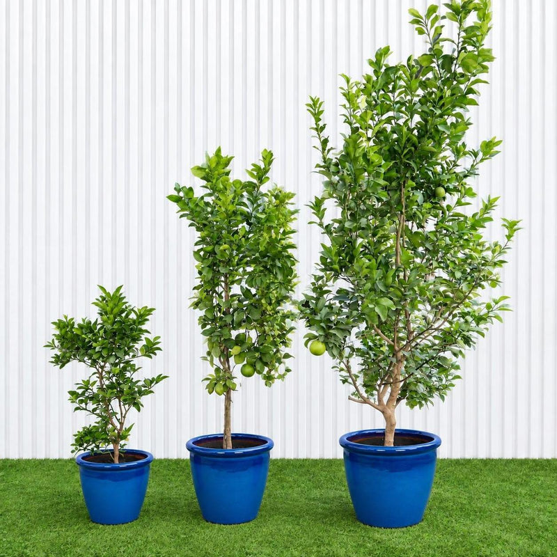 Orlando Tangelo Tree – Persian Lime | UAE's Best Citrus!