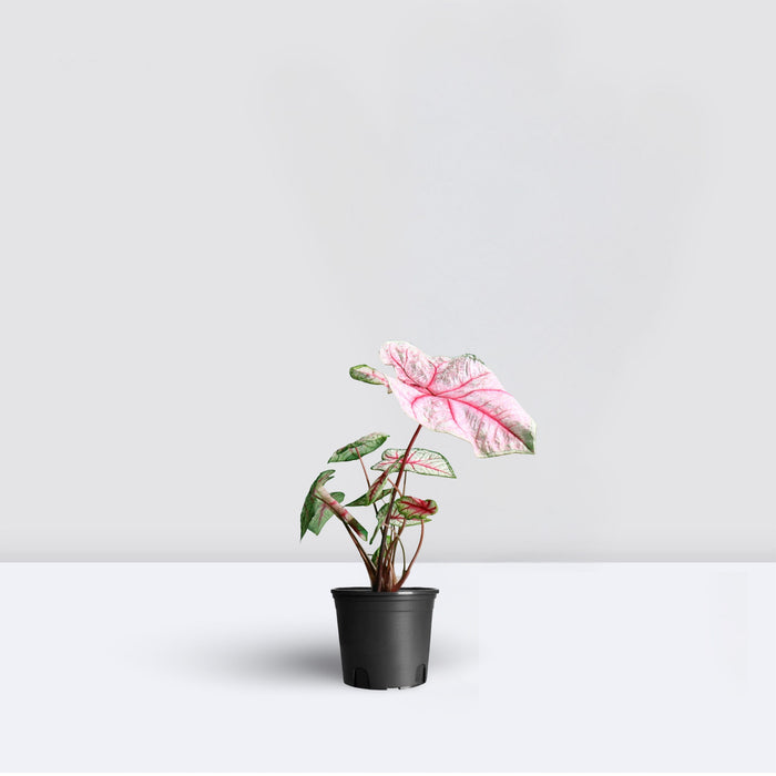 Caladiums or Angel Wings "Assorted" Top Quality Indoor Plants"