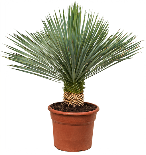 Beaked Yucca "Yucca Rostrata" Green Souq
