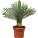 Beaked Yucca "Yucca Rostrata" Green Souq