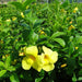 Allamanda cathartica or Golden trumpet 60 – 80cm