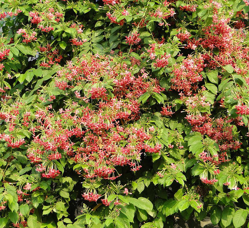 Quisqualis indica Or Rangoon Creeper 80 – 100cm