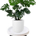 Plant Caddy with Wheels greensouq