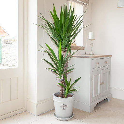 yucca elephantipes greensouq