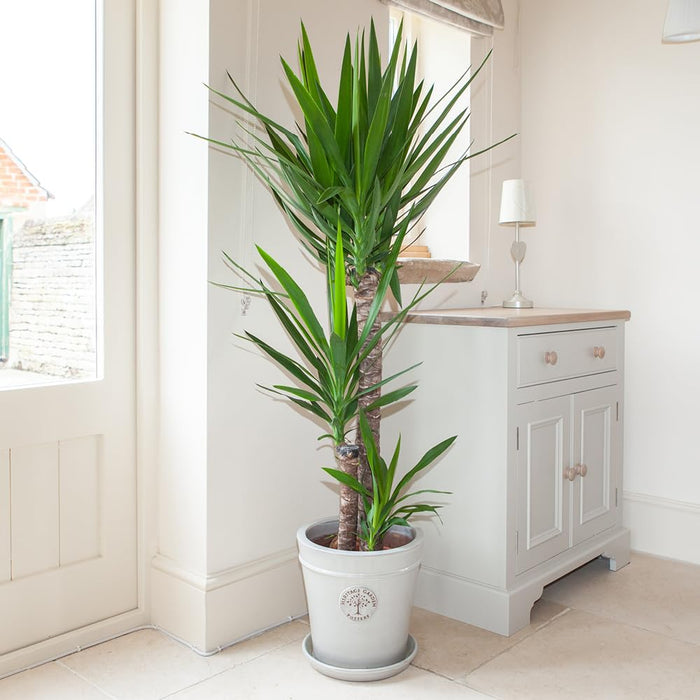 yucca elephantipes greensouq