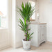 yucca elephantipes greensouq
