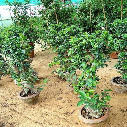 bonsai s shape gs