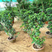 bonsai s shape gs