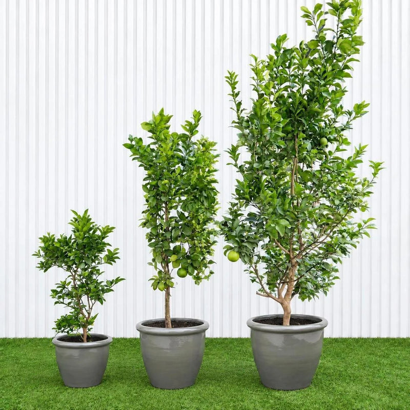 Orlando Tangelo Tree – Persian Lime | UAE's Best Citrus!