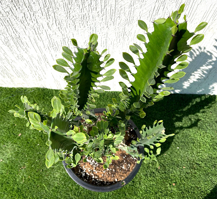 Euphorbia trigona
