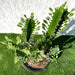 Euphorbia trigona